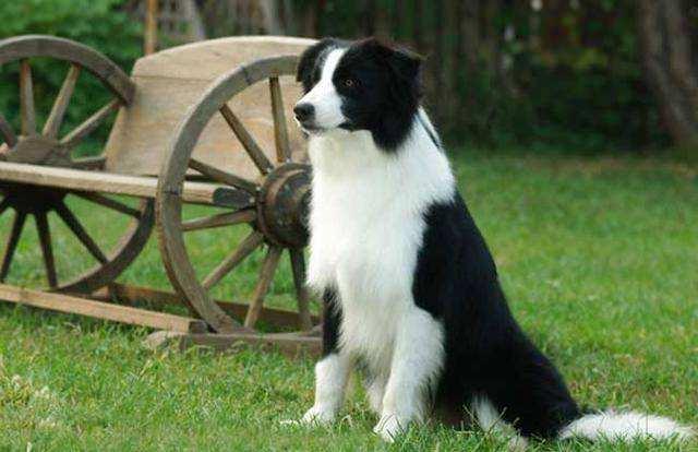 边境牧羊犬粘人怎么办?总有一些办法适合你