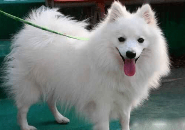 博美好还是萨摩耶好?把优缺点都对比一下