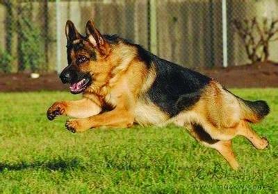 母狗发情有什么特征，仔细观察这几点行为