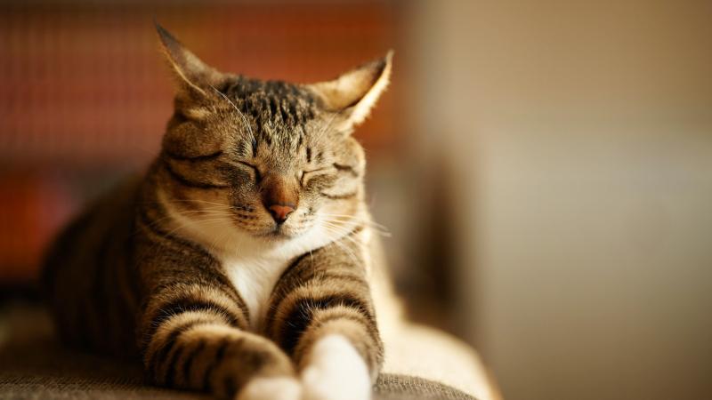 猫不能吃什么?有些禁忌你要知道