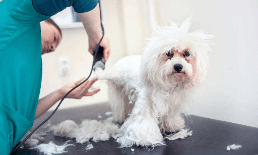 比熊犬掉毛吗？掉毛多可能是生病了