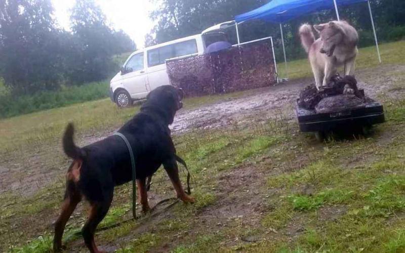 罗威纳犬咬人的原因以及处理方法