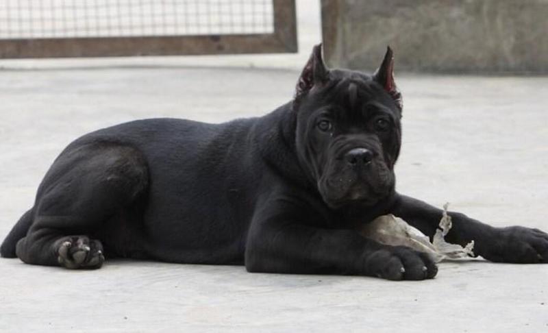 狗狗螨虫会传染给人吗?这是很有可能的