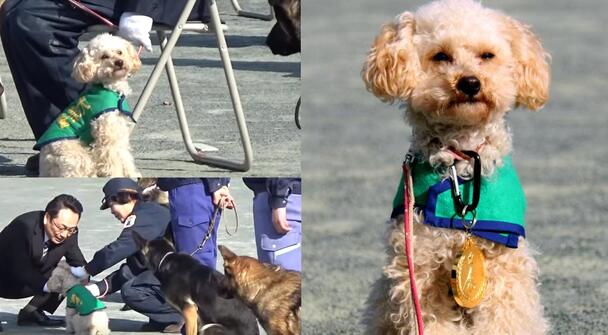 原定安乐死的玩具贵宾通过审核成为特约警犬