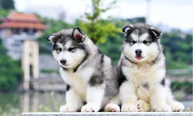 阿拉斯加幼犬怎么训练,你应该要这样来