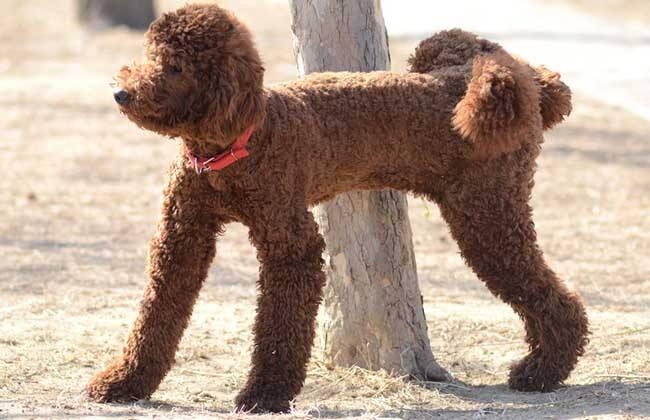 巨型贵宾犬的缺点，体型大还不是最重要的