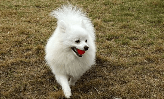 狗拉肚子吃什么药?狗拉肚子注意事项大全