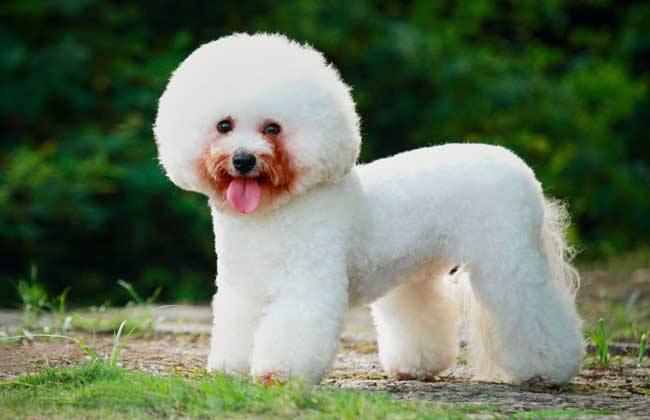 比熊犬吃什么食物,米饭一定要少吃