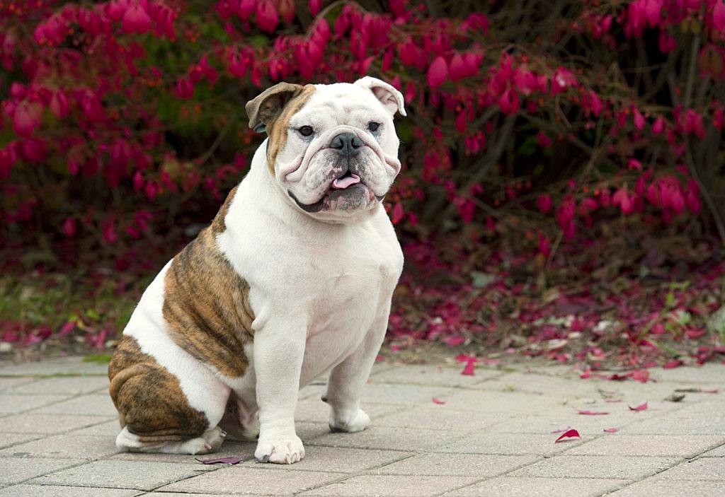 英国斗牛犬什么颜色贵,拼颜值的时候到了