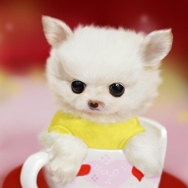 茶杯犬的寿命多长,茶杯犬“短命”背后残忍真相