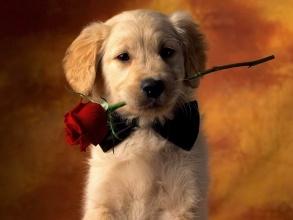 金毛犬多大开始训练?穷人家的孩子早当家