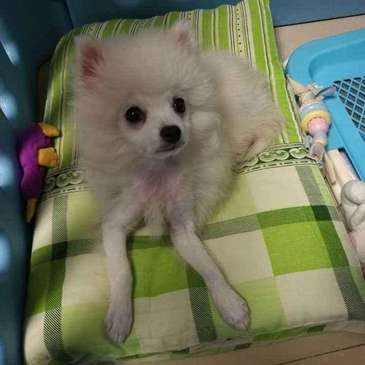 博美尴尬期注意什么，这几个问题尤其要上点心