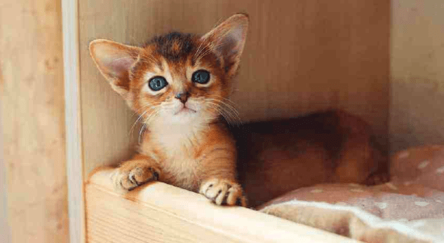 小奶猫一直叫？主要还是这些原因