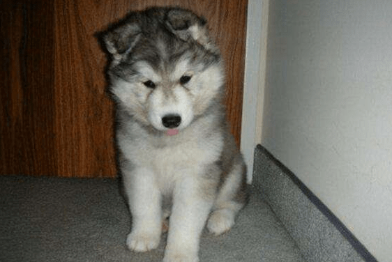 哈士奇粘人吗?下面这些情况符合你家的二哈