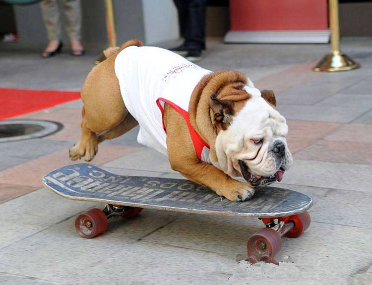 斗牛犬怎么训练上厕所?这些妙招包你一学就会