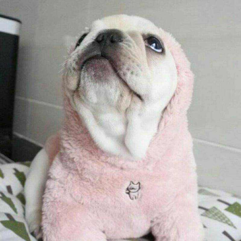 法斗犬好养吗?别看体型不大,古灵精怪的很