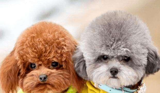 贵宾犬可以吃饼干吗？适当的其实可以吃一点