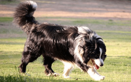 大型犬的种类有哪些?拉雪橇的都是大型犬吗