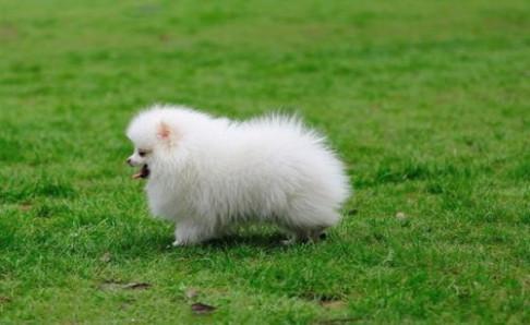 白色博美犬多少钱一只?给你一个参考线索