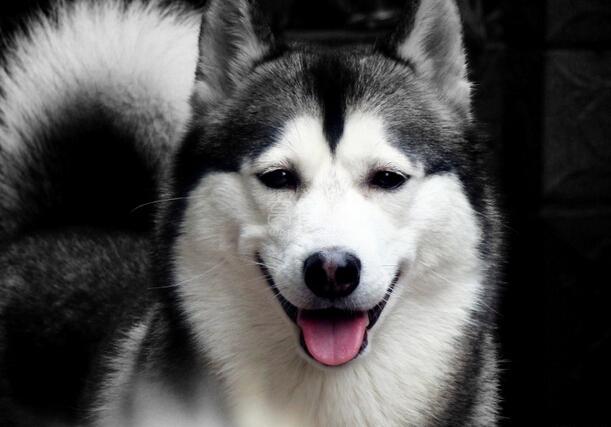 阿拉斯加犬晚上叫,要快速有效的解决这问题