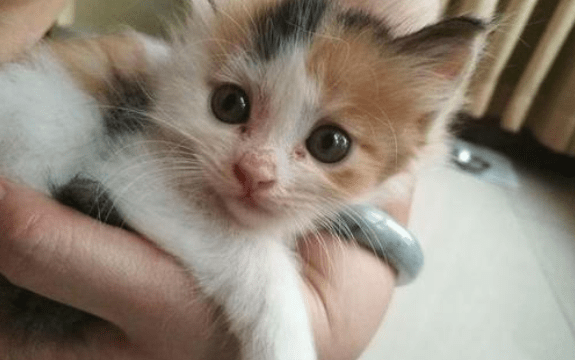 小奶猫吃什么?这些食物都是很好的选择