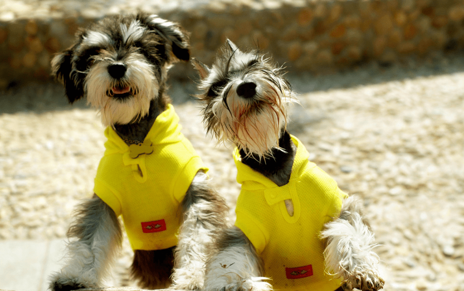 雪纳瑞吃什么狗粮好 宠物专家强烈推荐