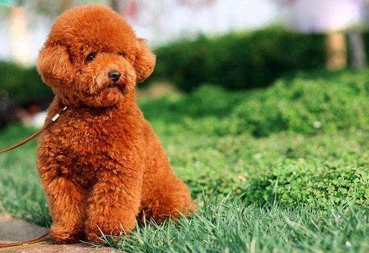 怎么训练泰迪大小便？合适的方法很重要