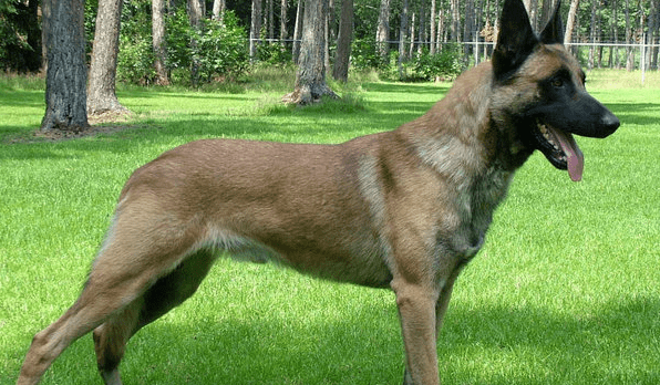 马犬不打疫苗会怎么样？风险太大不可轻视