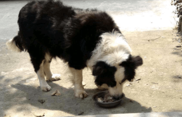 边境牧羊犬为什么养的人少?看完你会不会沉默