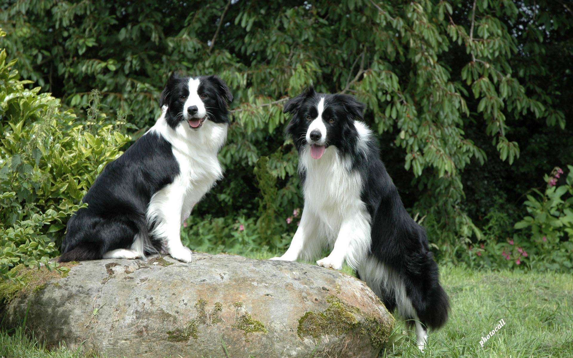 边境牧羊犬聪明到什么程度,你自己看吧