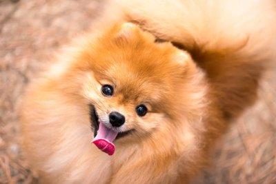 博美吃蛋黄有什么好处？最好是谨慎对待