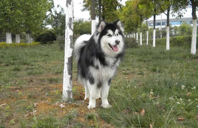 阿拉斯加犬怎么样,你的判断最精准