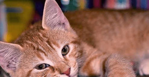 小猫感冒了怎么办?这些小细节请注意