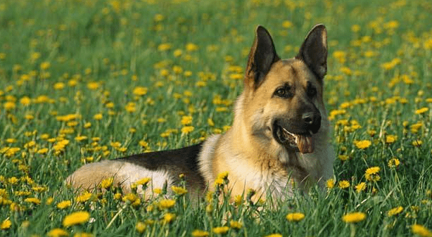 德国牧羊犬咬主人吗？别怀疑它们的忠诚度