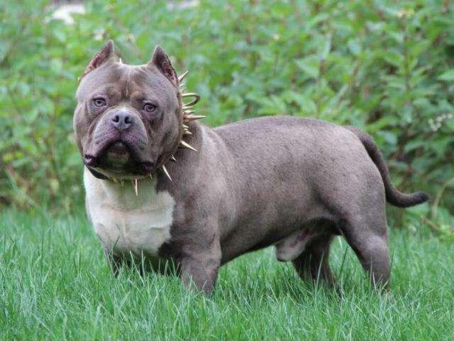 恶霸犬咬人吗?看着样子还是防着点