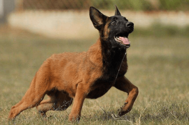 马犬不吃东西怎么办?观察分析几天找到原因