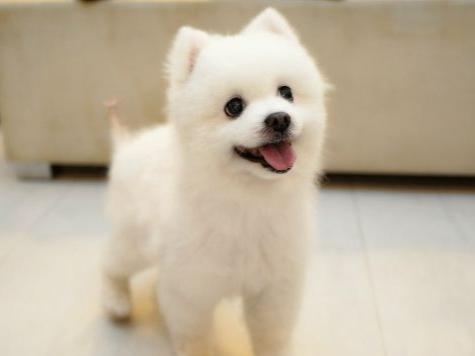 比熊贵宾犬哪个寿命长？其实相差不大