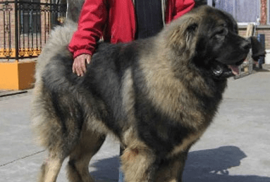 高加索犬认几个主人?和藏獒一个样