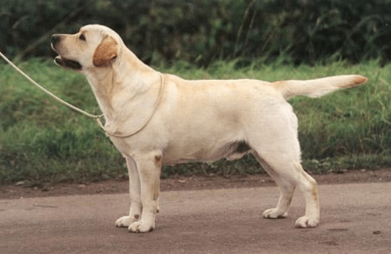 拉布拉多爱打架怎么办?你该这样去管教一下