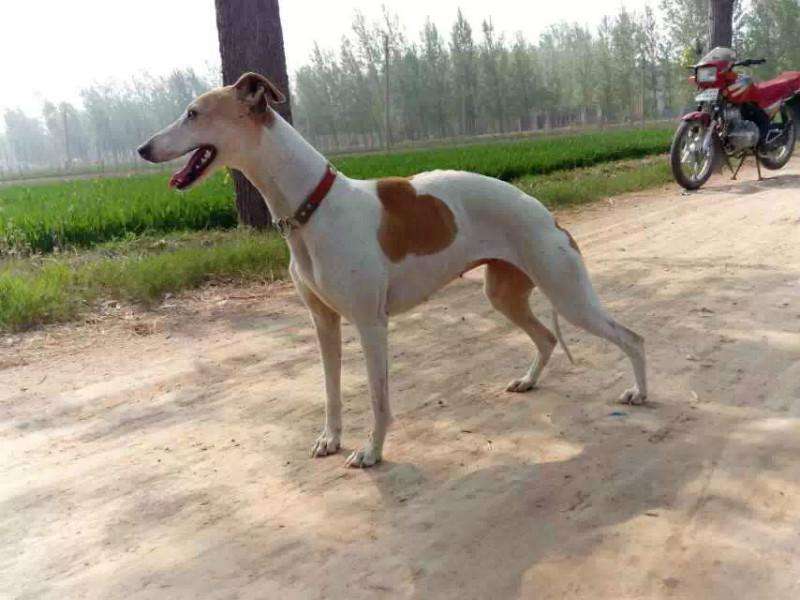 惠比特犬如何训练，这些妙招你要须知