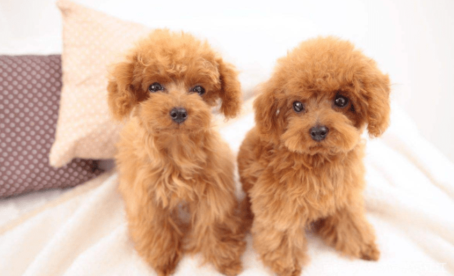 贵宾犬咬出血要打针吗？建议要这样处理下