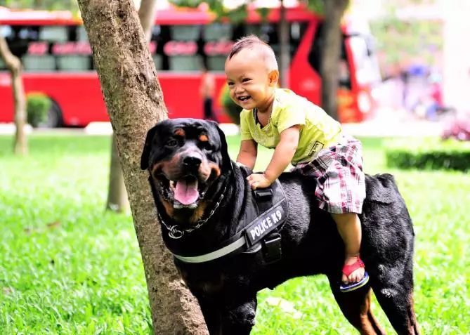 罗威纳犬能长多大,和小主人一起长大