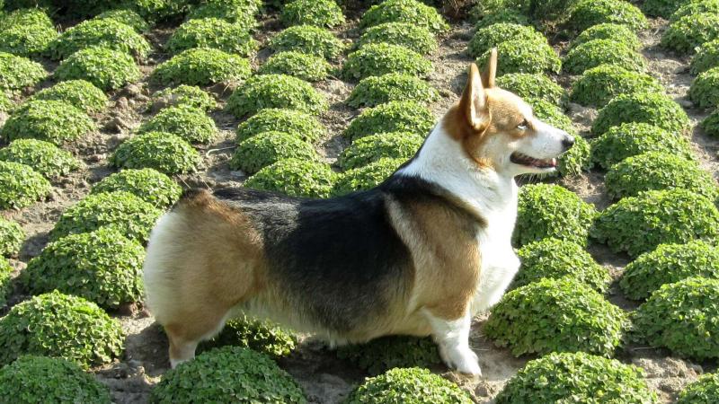 柯基犬什么颜色最好?重要是主人喜欢什么
