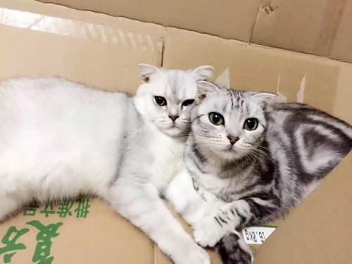 渐层猫是什么品种?涨知识看过来