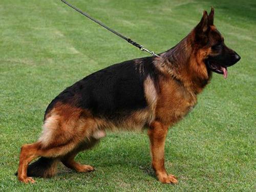 德国牧羊犬咬人吗?看完再下结论