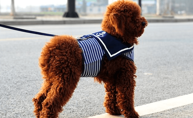 泰迪和贵宾犬一样吗?很多人都搞不太清楚