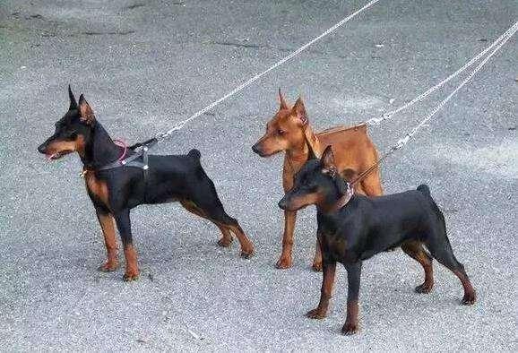 小鹿犬怎么训练?方法不重要关键看执行