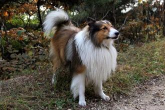 怎么训练牧羊犬？智商高也不能大意