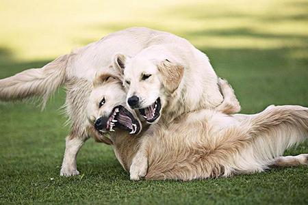 贵宾犬被打出血怎么办？具体要看看什么部位