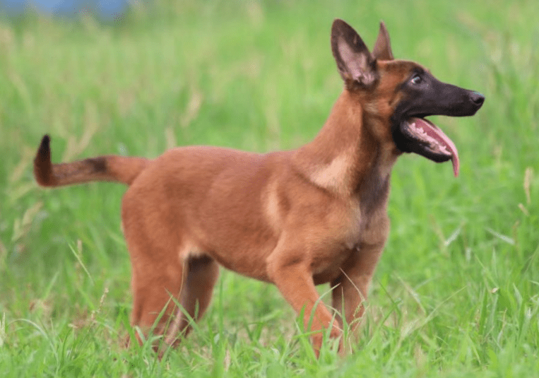 马犬不打疫苗会怎么样？风险太大不可轻视